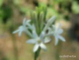 augmented_Polianthes tuberosa flower5_blurred.jpeg